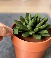 Push Pin Succulent